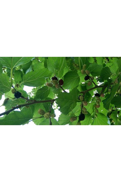 Morus alba Chorna Baronessa